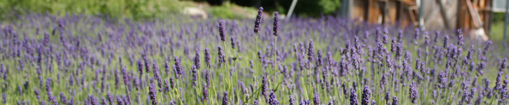 A close up of a field of lavender growing in Maine