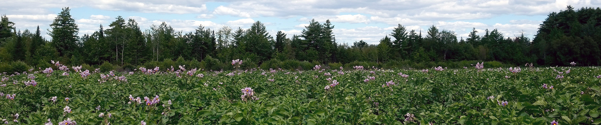A landscape showing a potato field in Maine during late summer