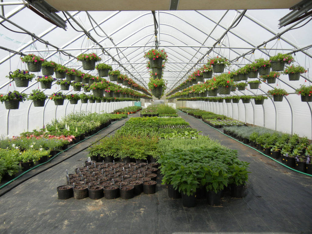 a springtime greenhouse in Maine