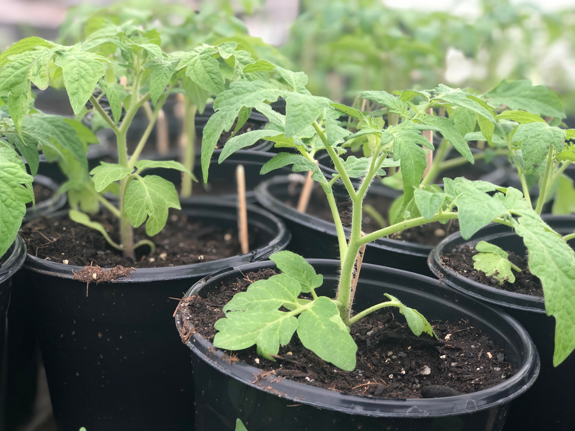 Where to buy seedlings in Maine Real Maine