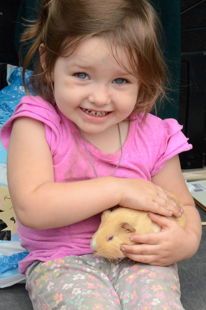 A young fairgoer holds a guinea pig