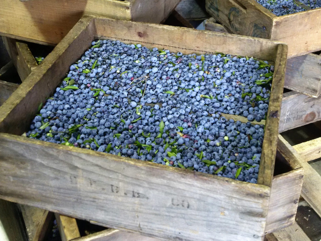 Crates of fresh-picked Maine blueberries