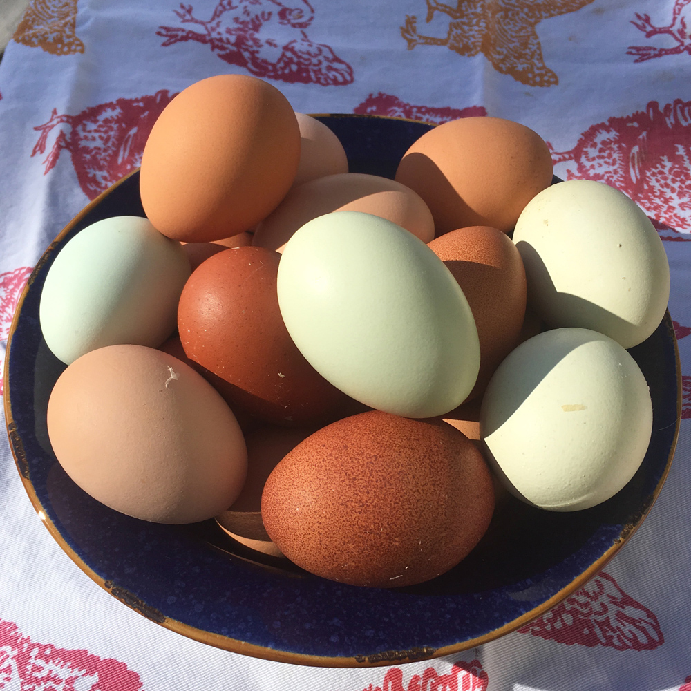 A bowl of multi-colored chicken eggs