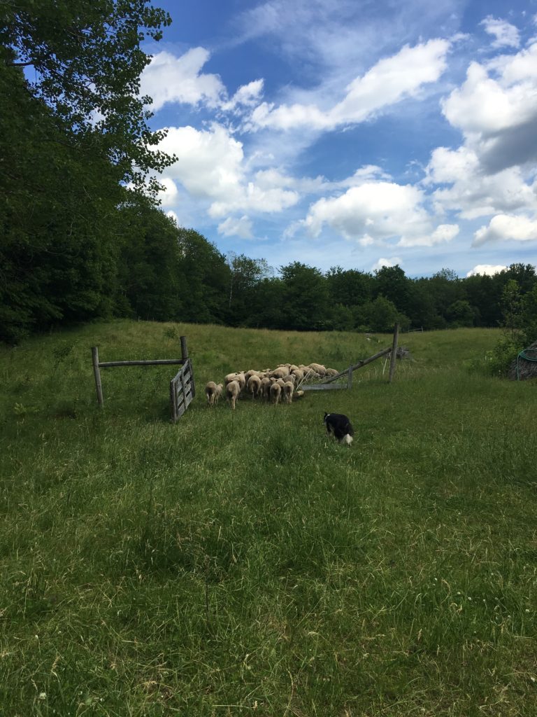 working dog herds flock of sheep on Maine farm