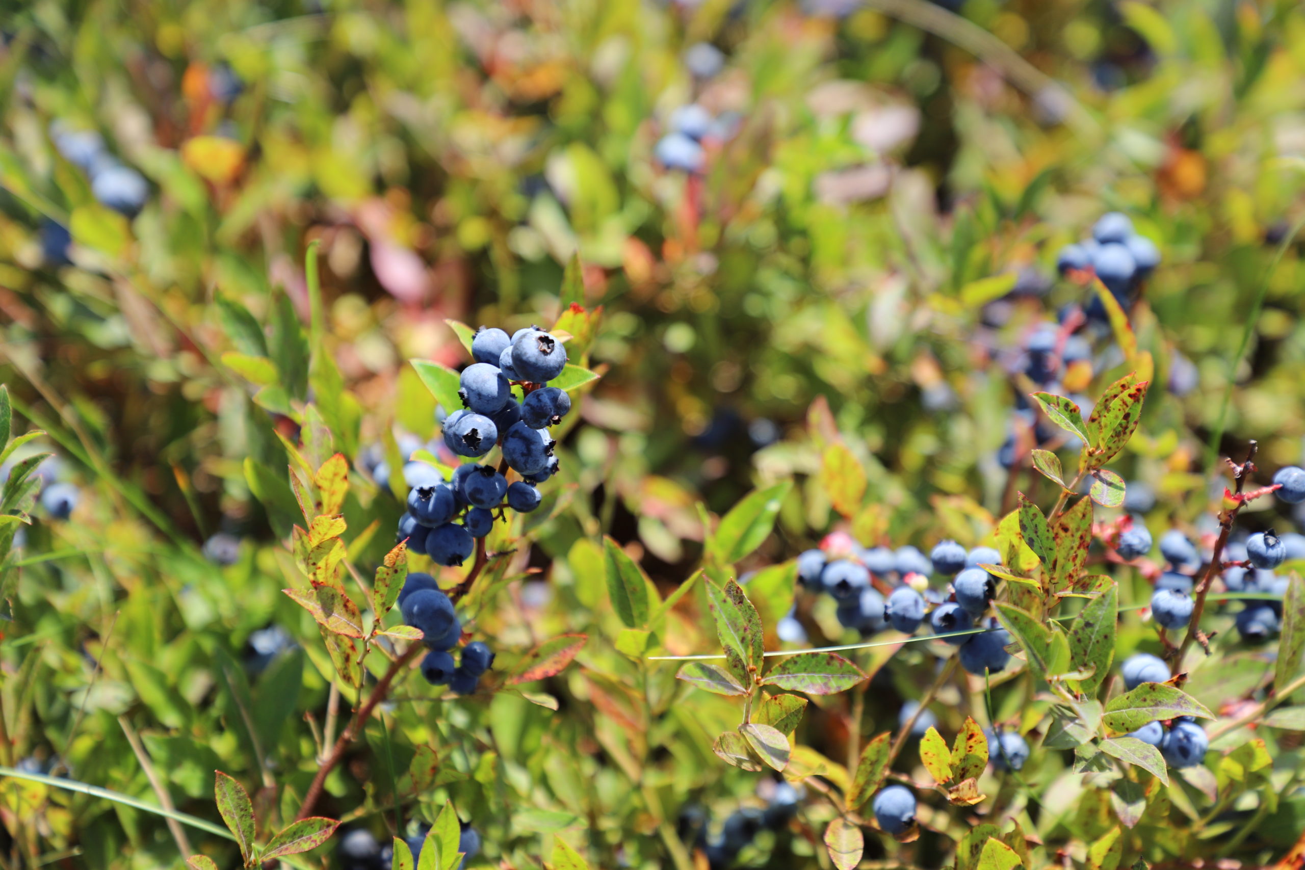 Wild Maine blueberries grow on bushes near the ground