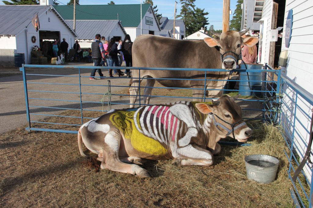 Maine State Veterinarians paint the skeleton on a steer at the Fryeburg Fair