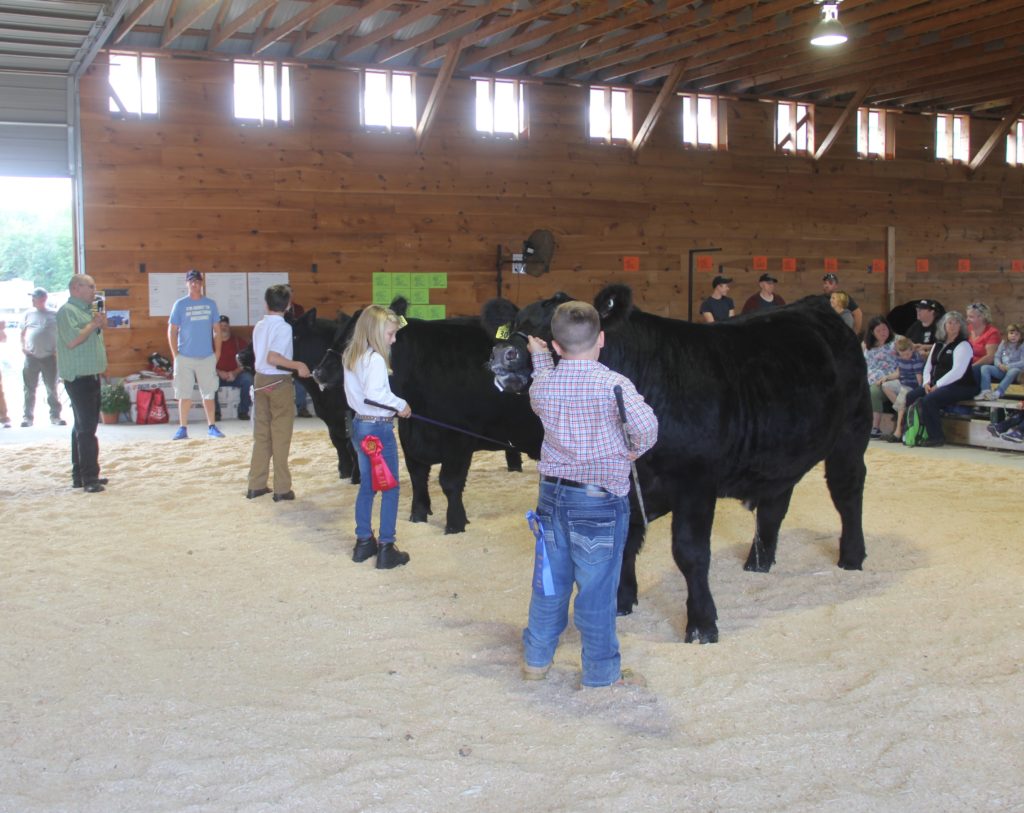 Youth markets at ag fairs are an opportunity for kids to exhibit steers they have raised. 