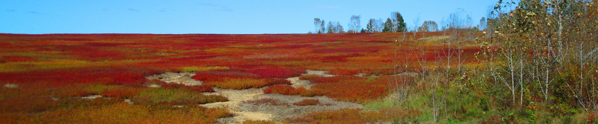 Blueberry barren scarlet in fall