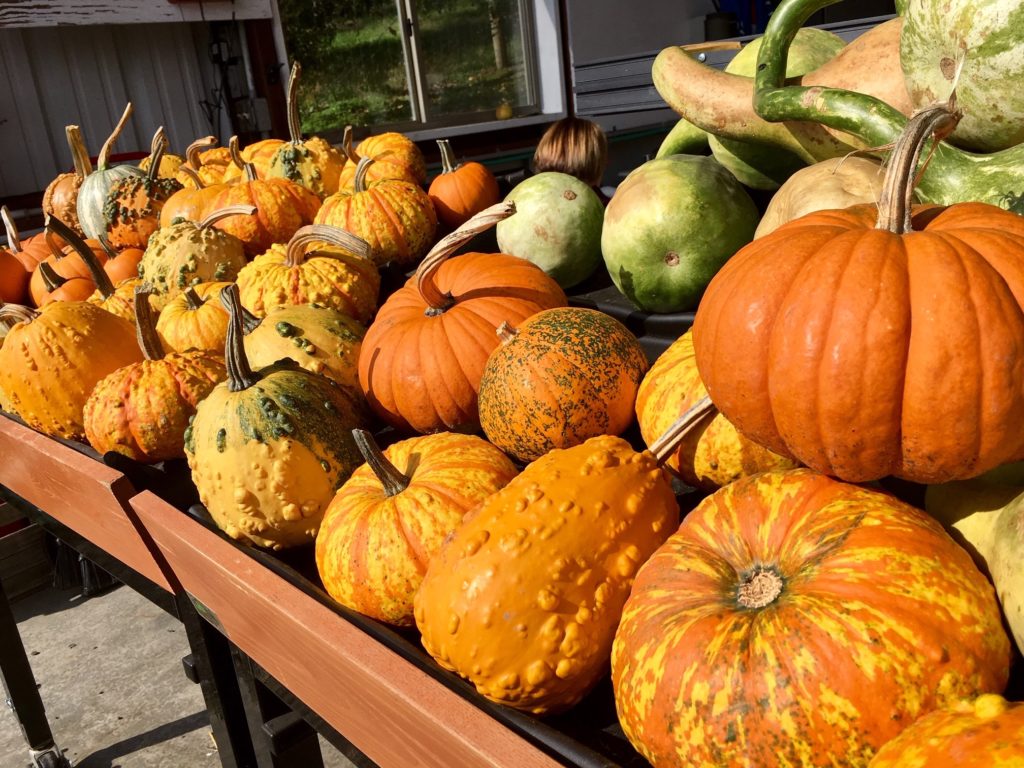 variety of different shaped pumpkins