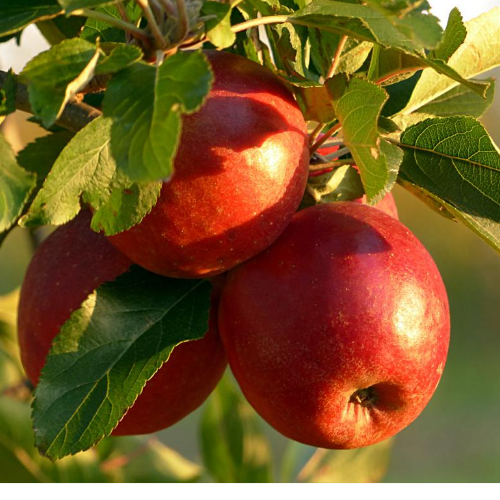 The Red Delicious Isn't Very Delicious. Why Is It So Popular?