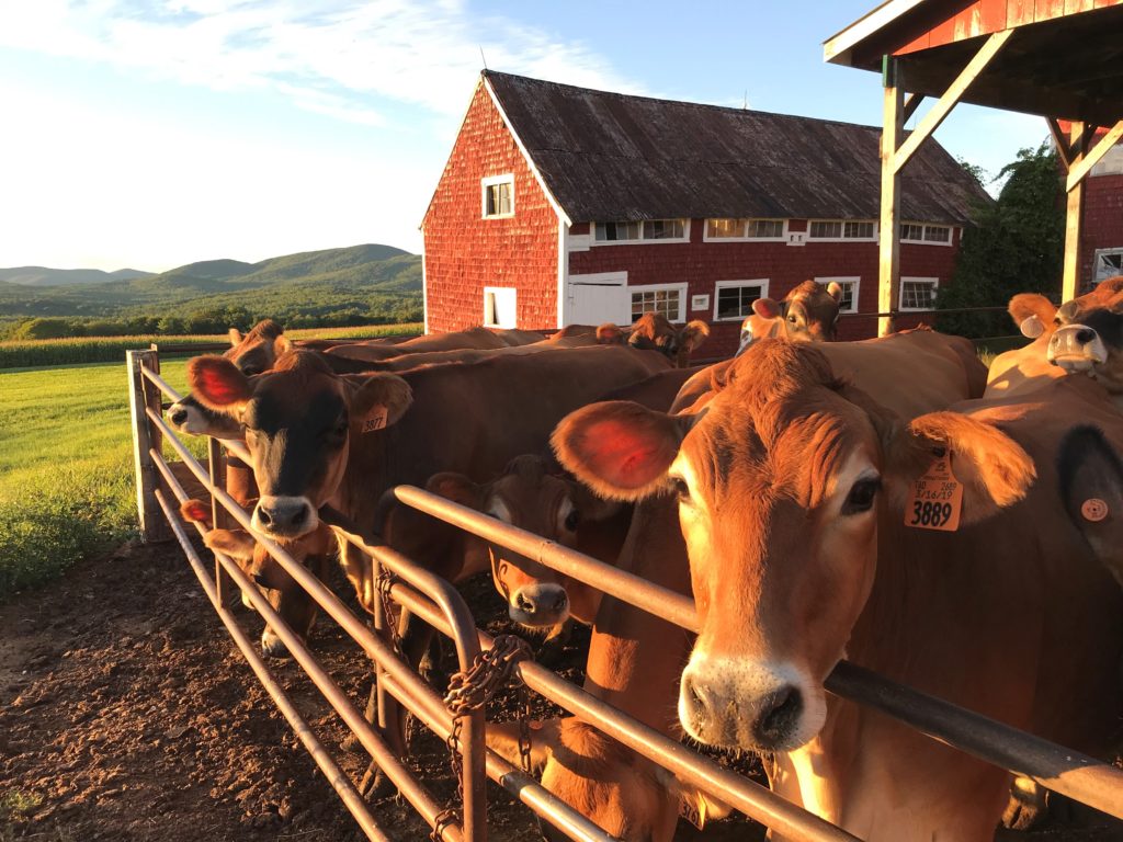 Cabot Creamery is part of Maine's cooperative food system.
