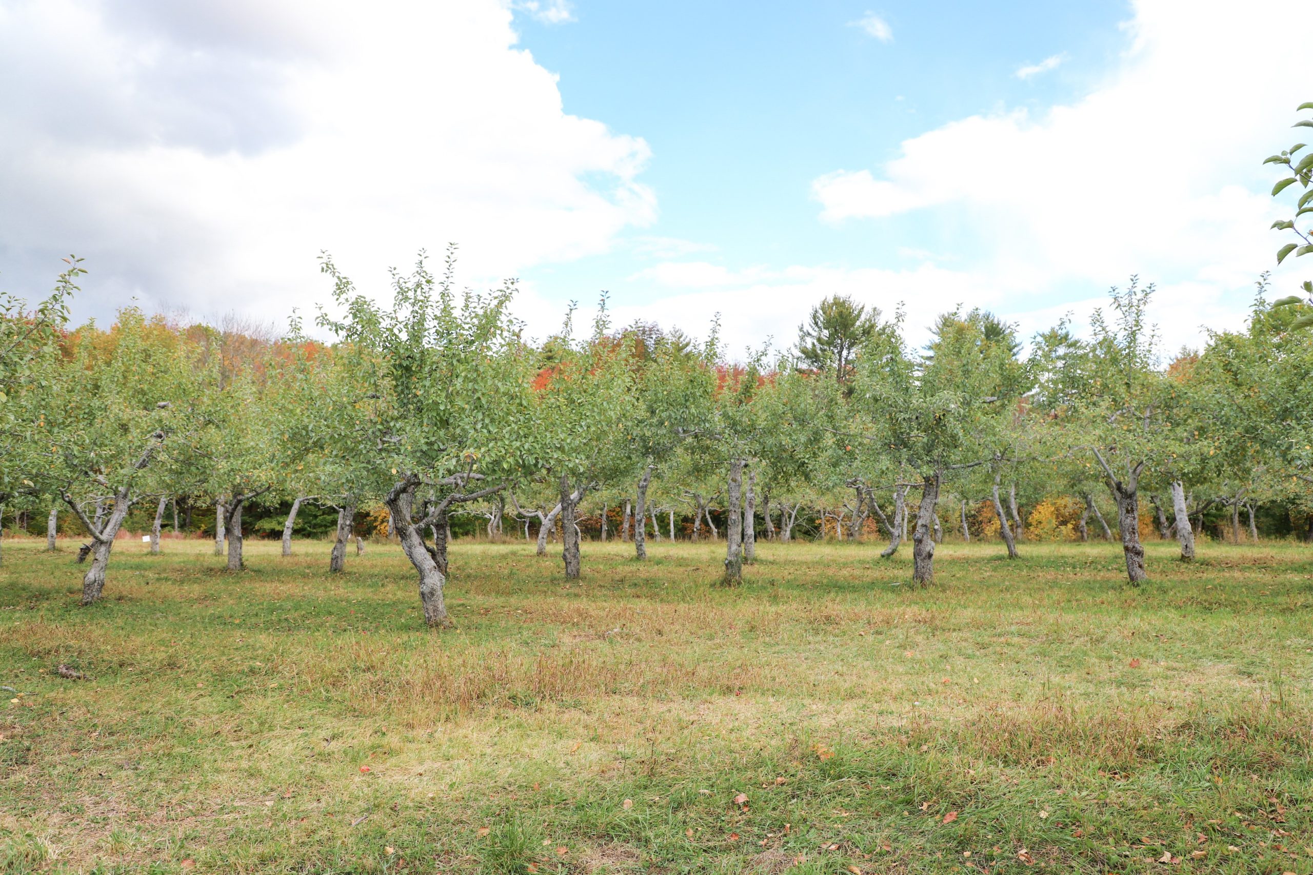 Apple orchard