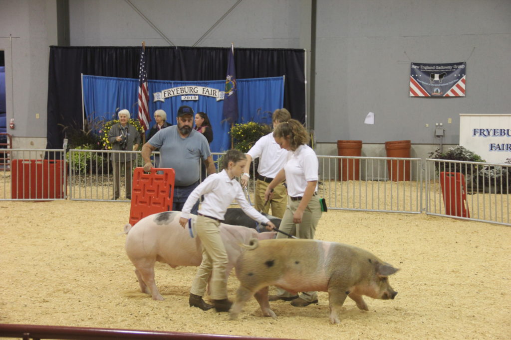 4-H market hog show at Fryeburg Fair