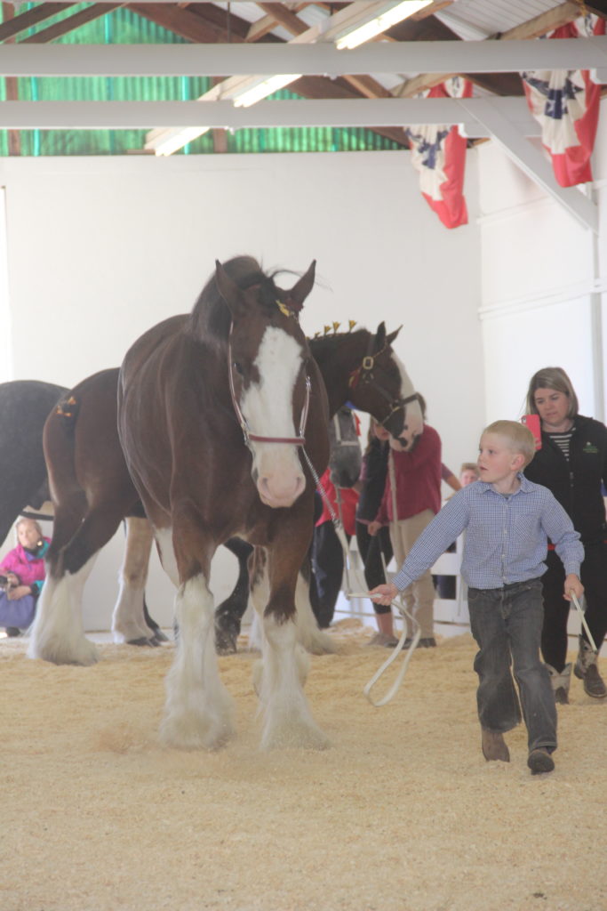 Young showman with Clydesdale draft horse