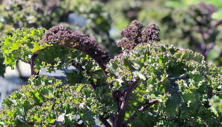 Maine-grown kale is often picked from the field even in November and December.