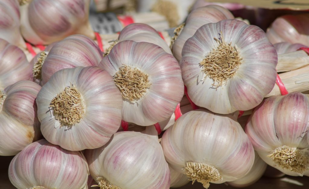 Healthy garlic bulbs that have been cleaned.