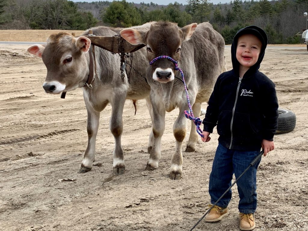 Young teamster and steers