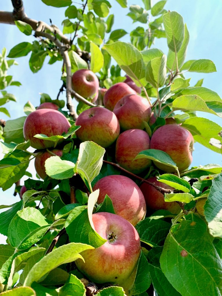 A tree full of cortland apples