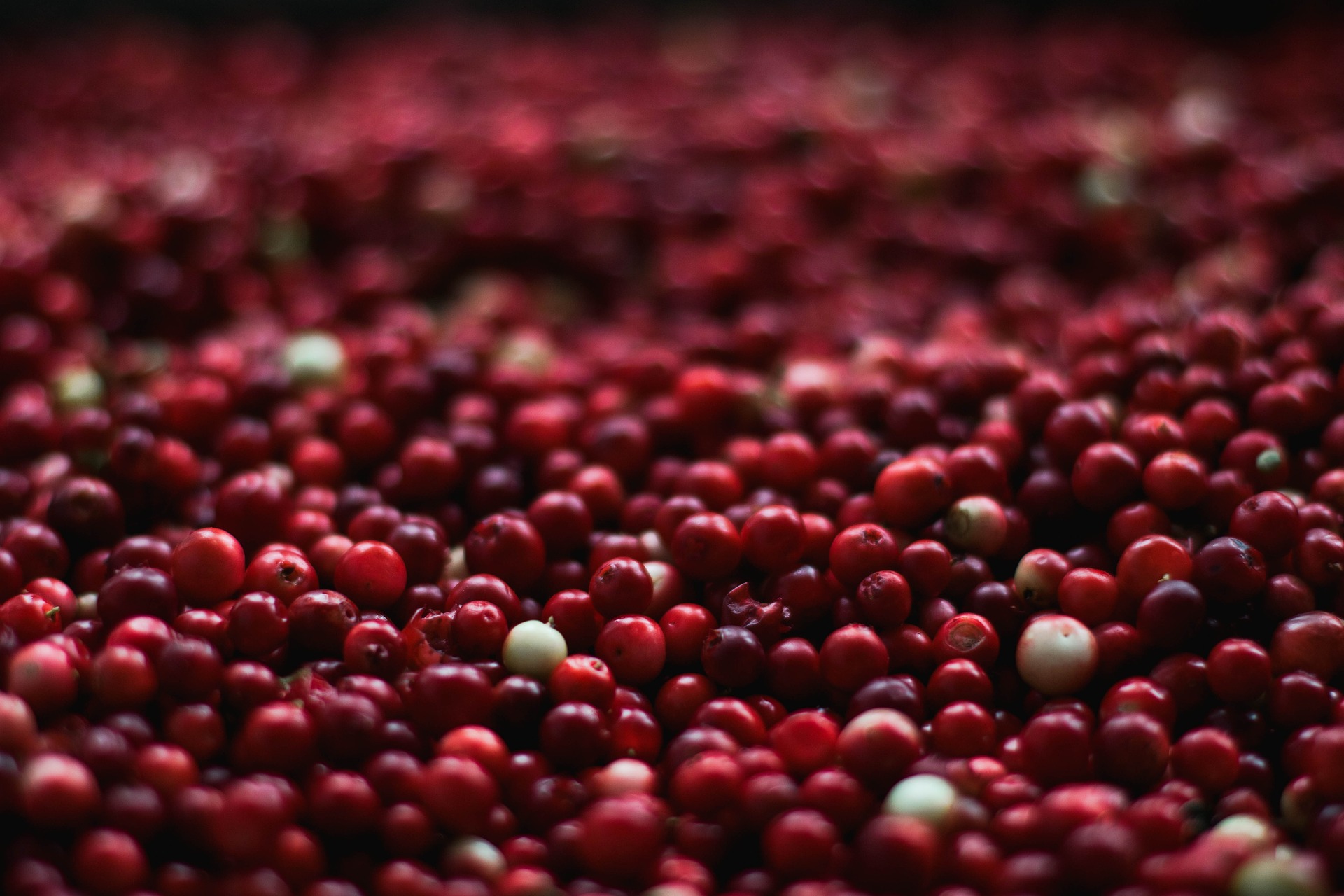 Two Cranberry Recipes For Harvest Time - Real Maine