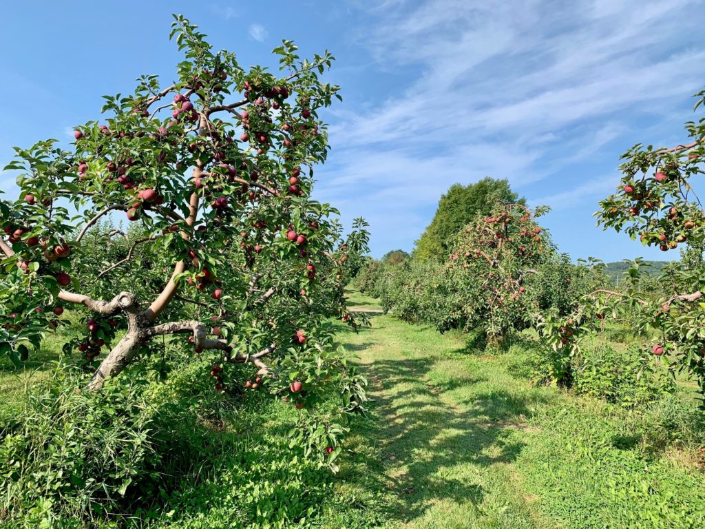 When cooking with Real Maine apples, consider trying new varieties like Wolf River. 