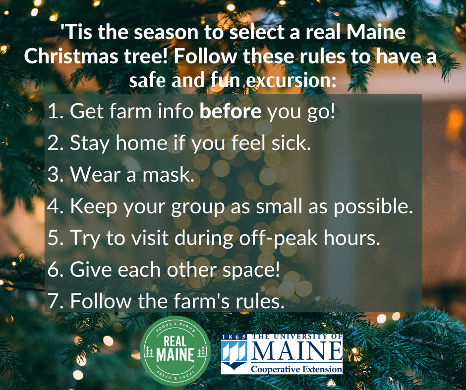 Find a Real Maine Christmas tree this weekend while observing these precautions to stay safe