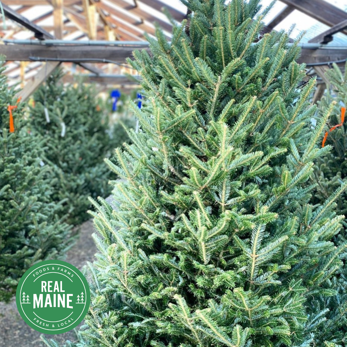 Address Me Tree Choose A Real Maine Christmas Tree This Season - Real Maine