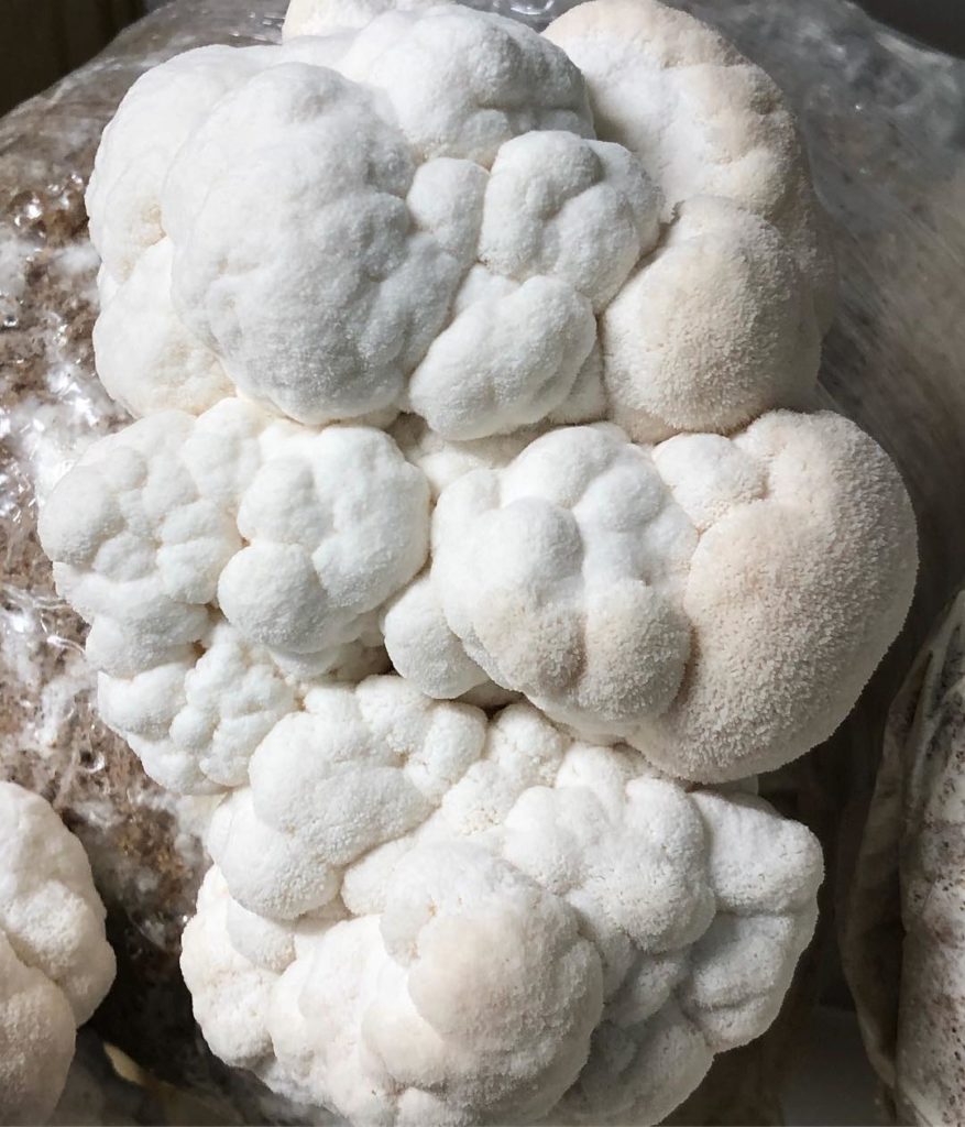 Lions Mane Mushrooms