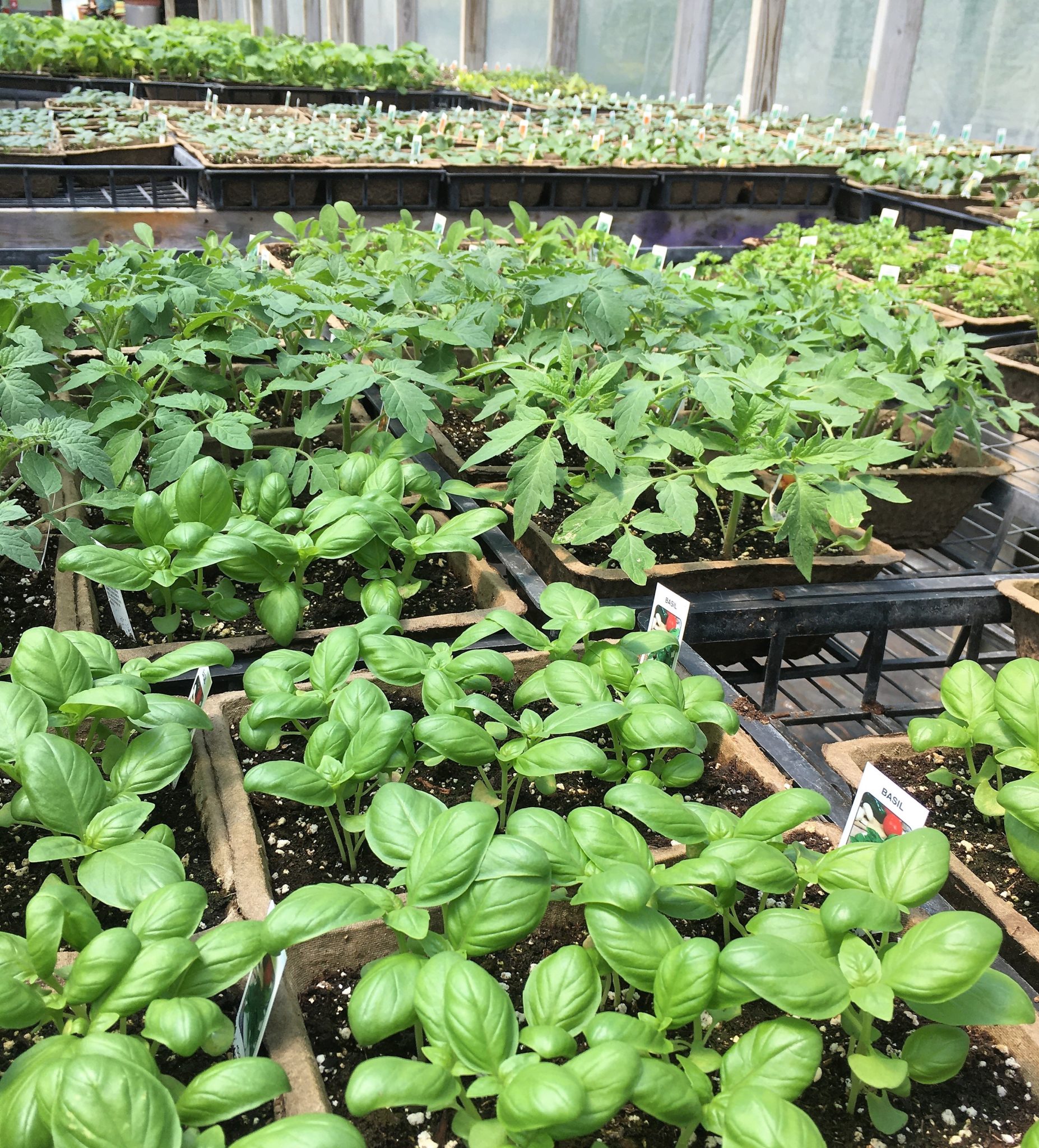 Where to find garden seedlings in Maine Real Maine
