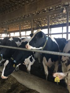 A Holstein dairy cow on a Maine farm during Open Farm Day visits