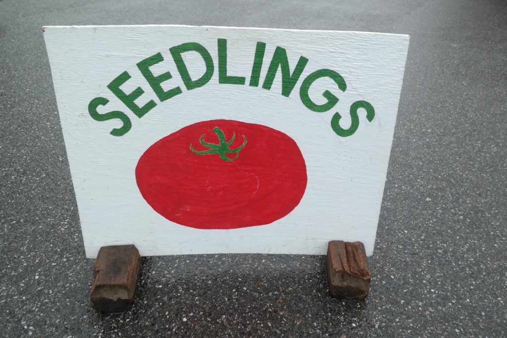 Seedlings sign with a tomato painted on it at the farmer's market