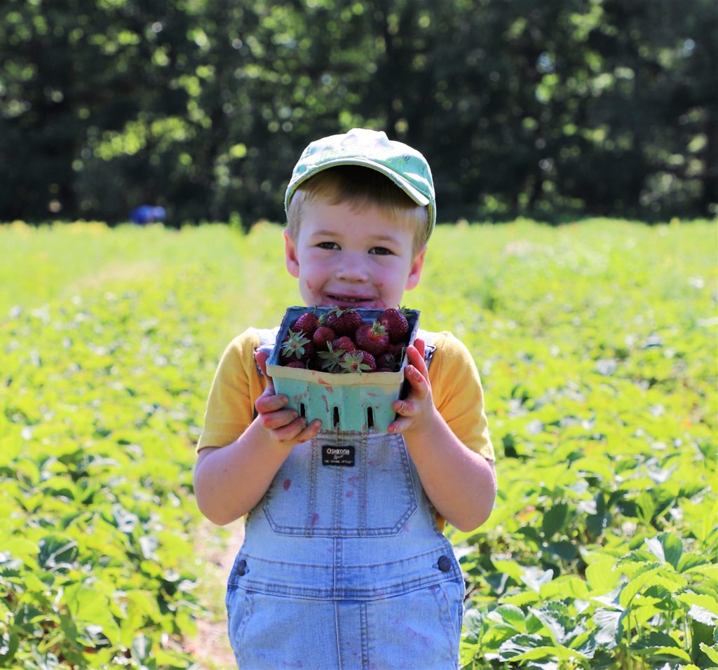Enjoying strawberry season in Maine is a treasured tradition for many families. 