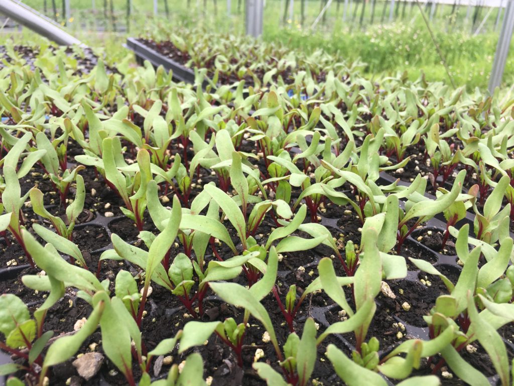 close up of a plant seedlings in seed trays