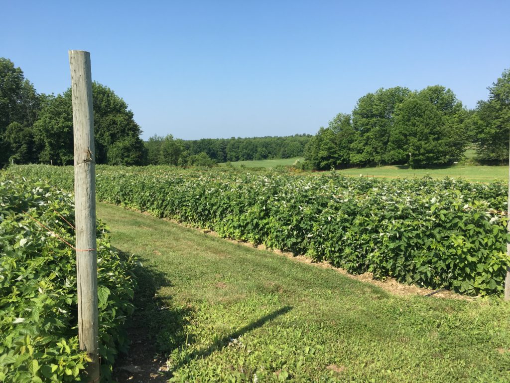 A view of a field from the Springvale Farm Walk