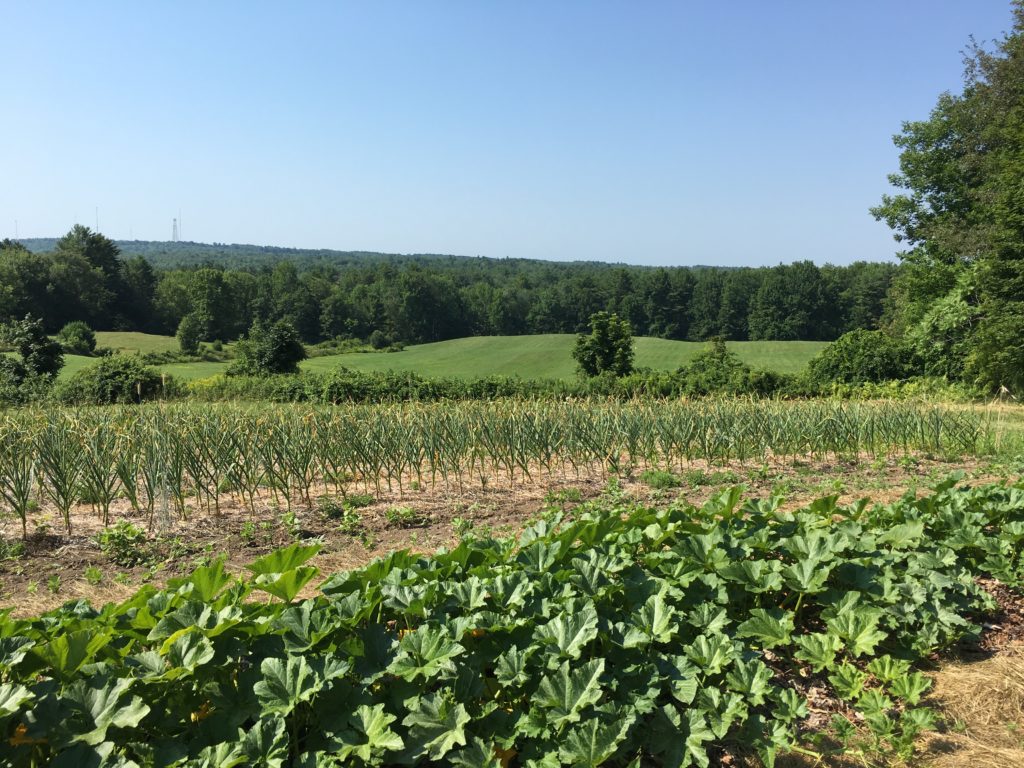 A view of a field from the Springvale Farm Walk