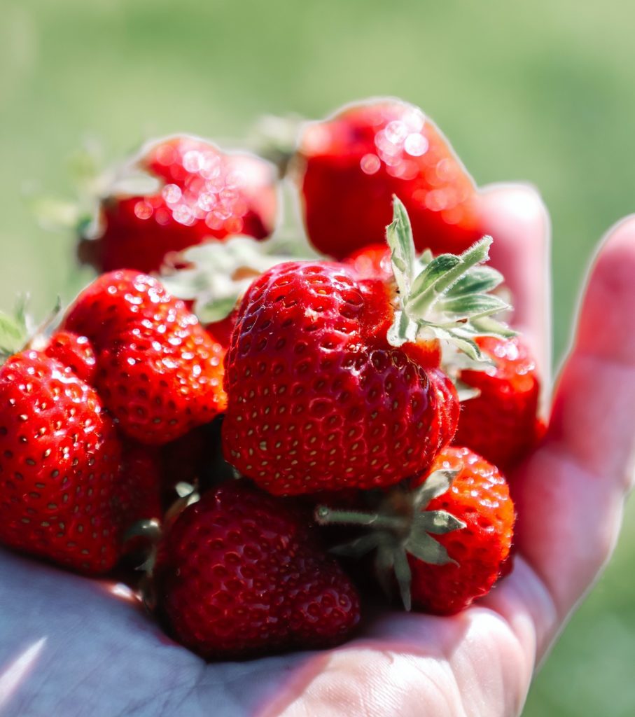 Strawberry season in Maine offers some of the most treasured fruit grown in the state.
