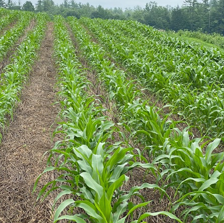 Rows of corn planted into winter rye on dairy farm