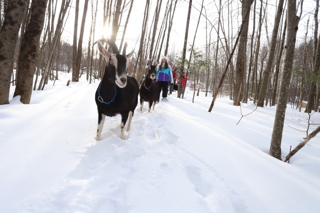 Goat hiking is a popular thing to see and do in winter in Maine.