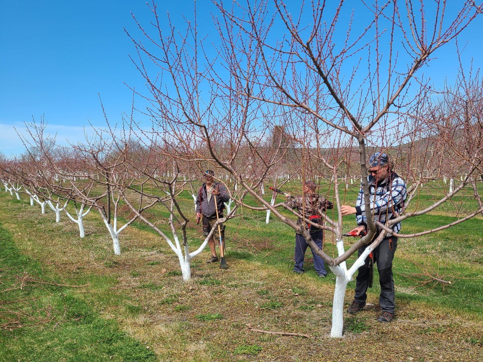 Lifecycle of a Maine Peach Real Maine