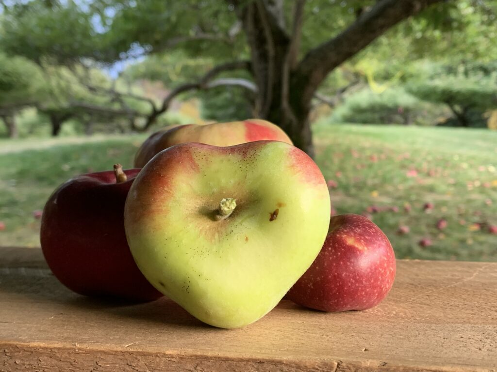 A heart shared apple in sitting in front of other apples on a wooden bench