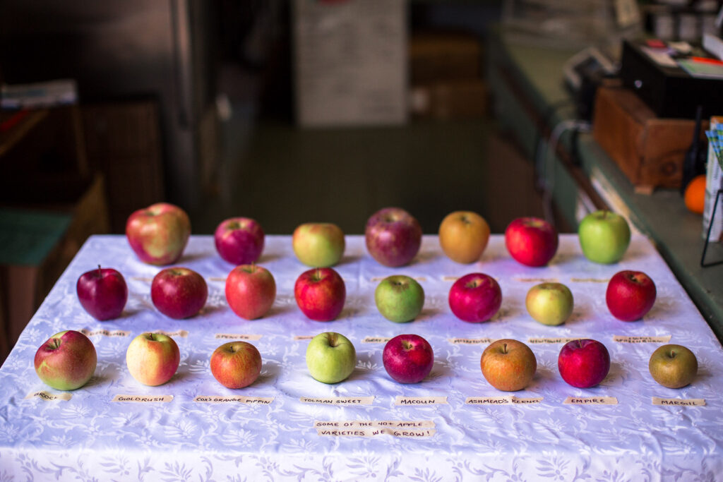 Table full of apples with labels of the different varieties grown in Maine orchards
